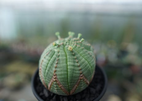 ユーフォルビア　オベサ　Euphorbia obesa