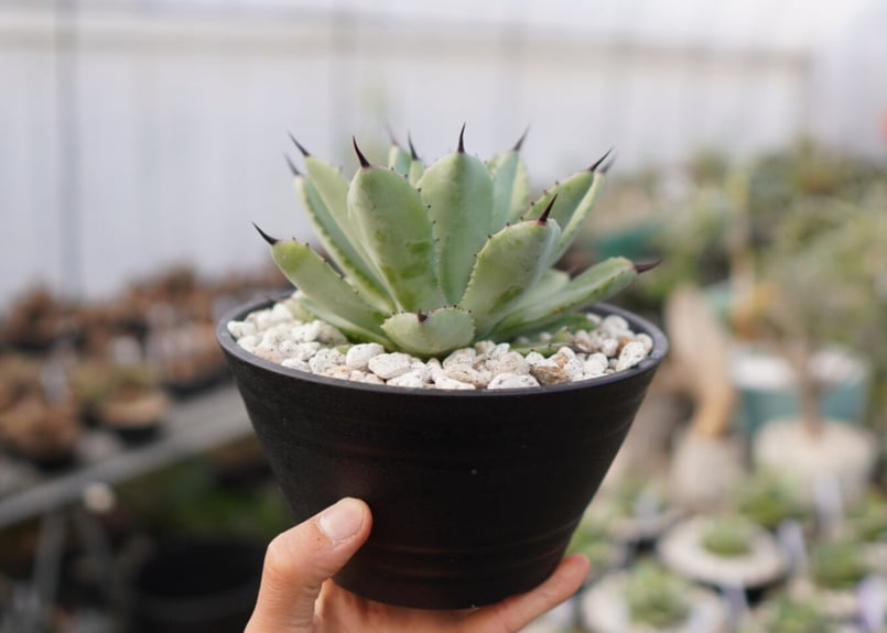 Agave Potatorum×Macroacantha ”八荒雷神” No.1 | mana