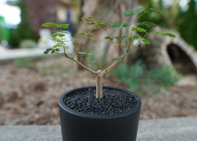 沖縄実生株】デロニクス デカリー Delonix decaryi No.2 | mana's