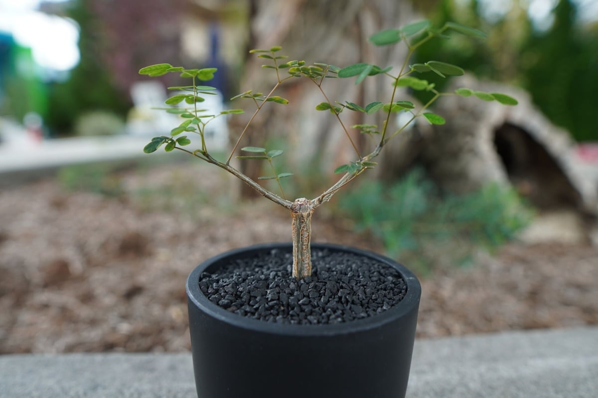 沖縄実生株】デロニクス デカリー Delonix decaryi No.2 | mana's