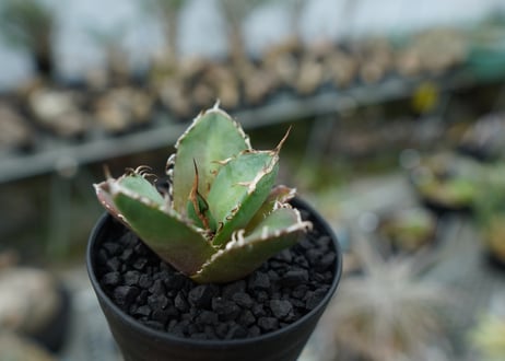 アガベ　チタノタ　鬼爪雪峰  Agave titanota “Onitsume Yukimine” 子株　No.1