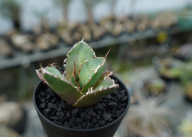 アガベ チタノタ 子株 超希少株 COLPINK チタノタ 子株 発根済み Agave