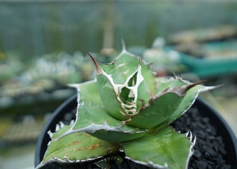 アガベ　チタノタ 　Agave titanota No.3