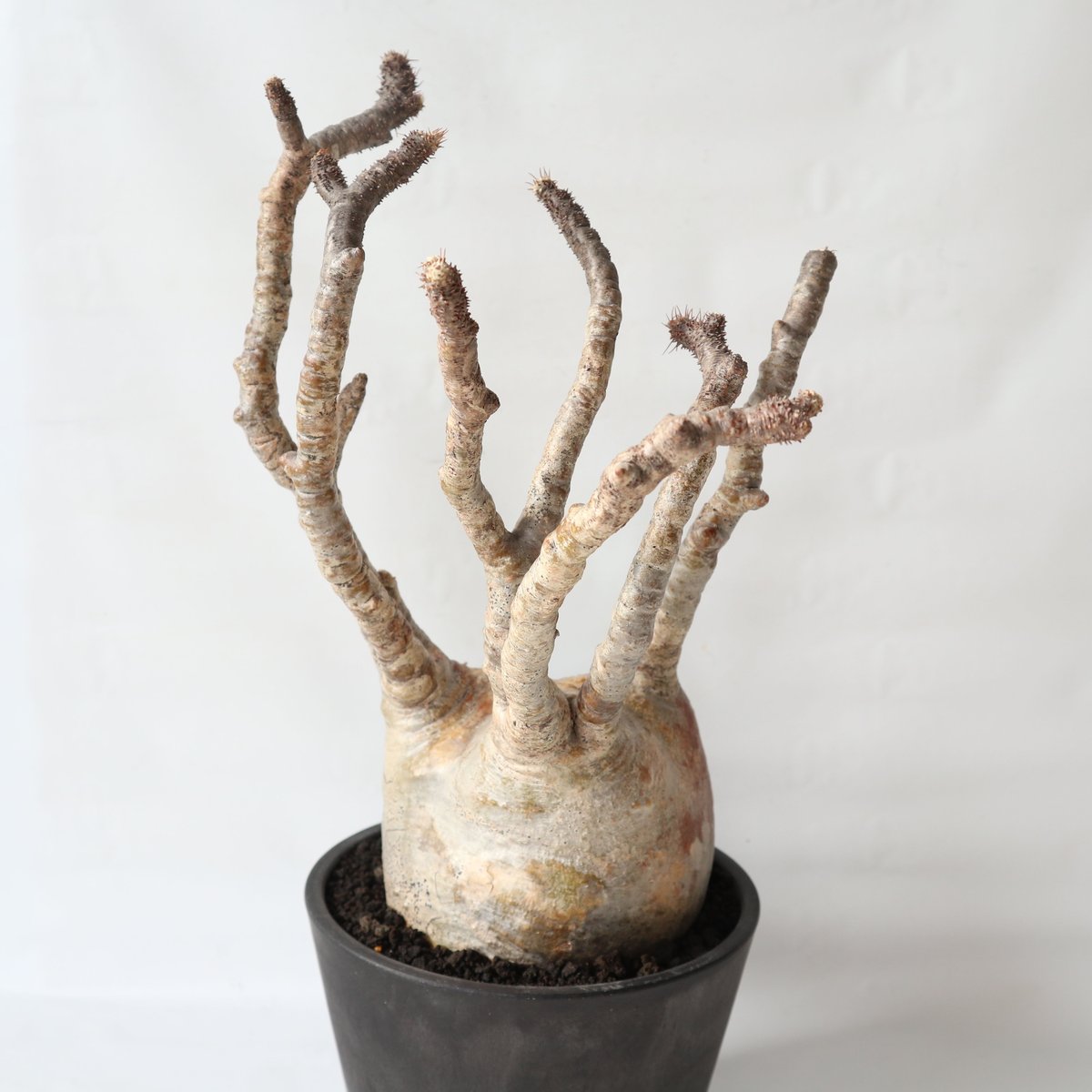 パキポディウム グラキリス 大きめ 現地球 発根？