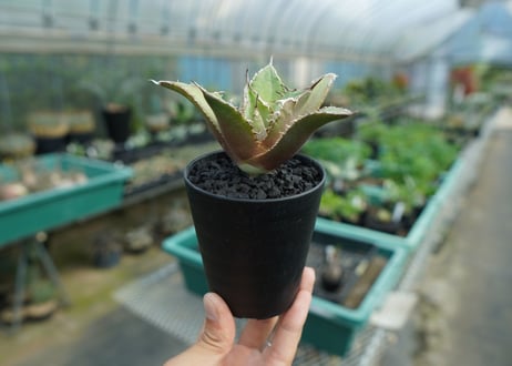 アガベ　チタノタ　FO-76　Agave titanota  FO-76　No.1
