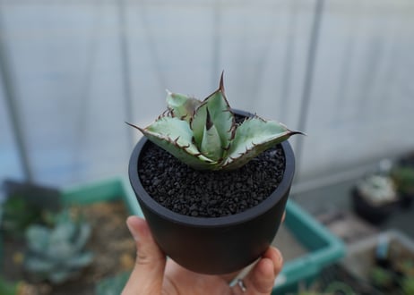 アガベ　チタノタ　ブルー　agave titanota Blue
