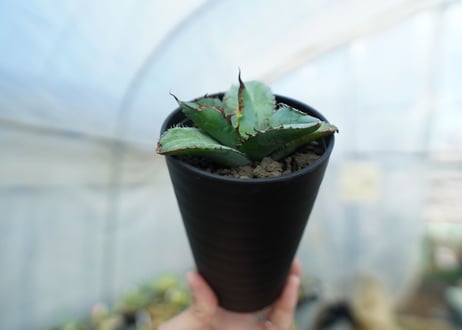 アガベ　チタノタ　ブルー　Agave titanota Blue 　NO.3