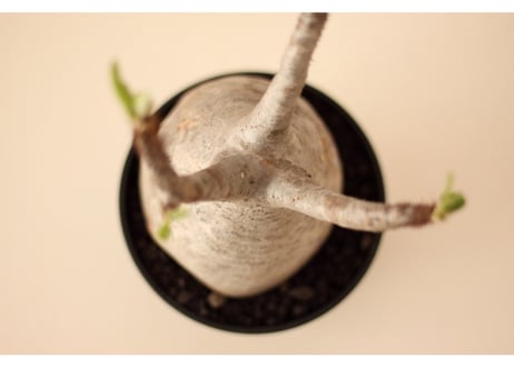 Pachypodium Gracilius パキポディウム  グラキリス  №2