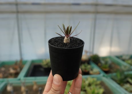 パキポディウム　グラキリス　 Pachypodium Gracilius  No.6