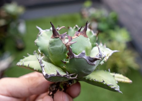 Agave titanota dwarf 姫厳龍NO.3