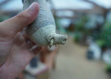 【抜き苗】パキポディウム　グラキリス　 Pachypodium Gracilius  No.10