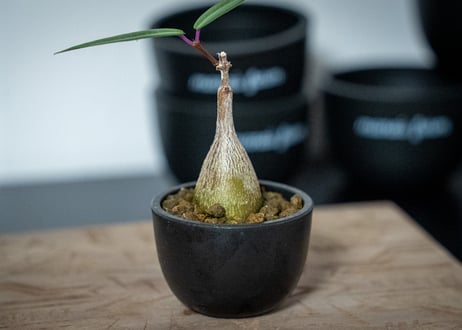 ペトペンチア　ナタレンシス　Petopentia natalensis
