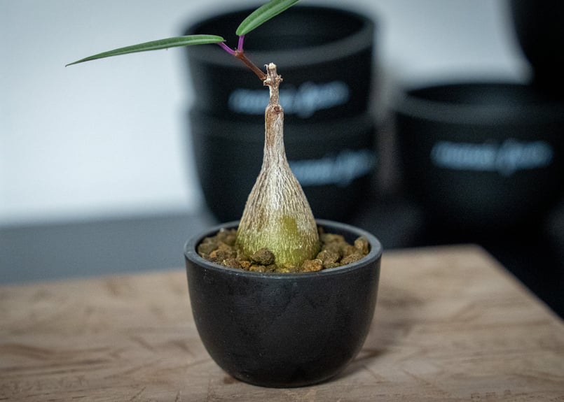 ペトペンチア ナタレンシス Petopentia natalensis | mana's fa