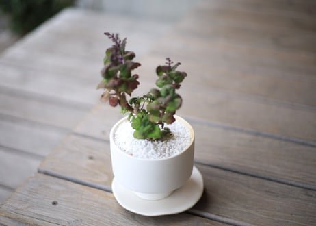 プレクトランサス　エルンスティー　Plectranthus ernstii