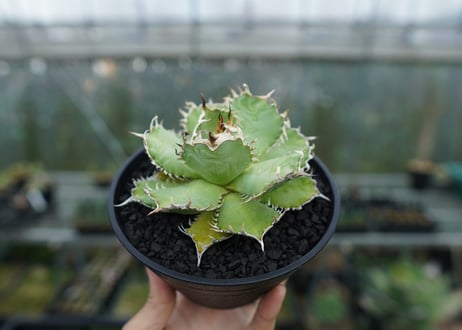 アガベ　チタノタ　フィリグリー　agave titanota filigree