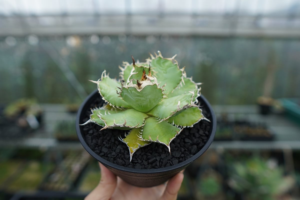 アガベ チタノタ フィリグリー agave titanota filigree | mana'