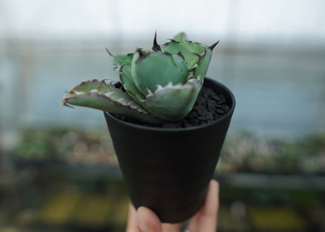 アガベ　チタノタ　 ブラックアンドブルー 　Agave titanota black and blue　No.10