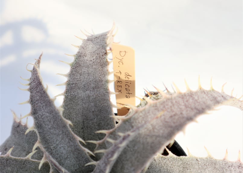 Dyckia delicata GF F1 x T-REX | mana's farm:塊根
