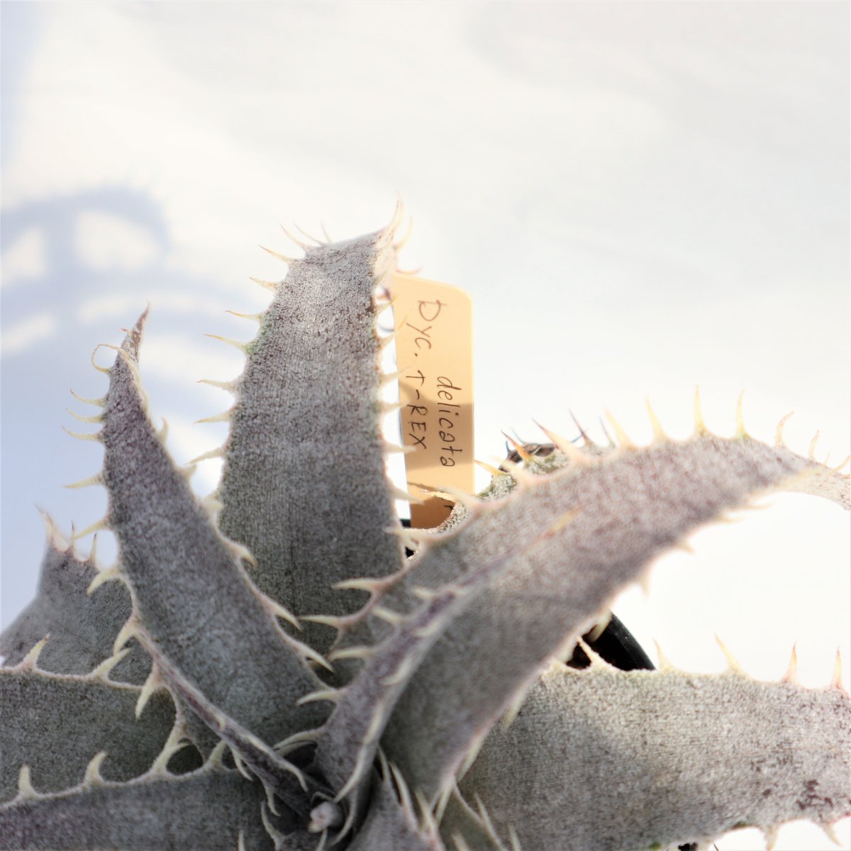 Dyckia delicata GF F1 x T-REX | mana's farm:塊根