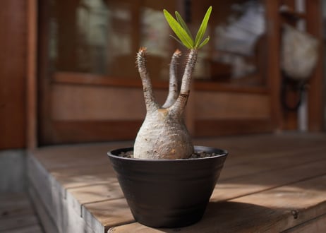 パキポディウム　グラキリス　 Pachypodium Gracilius