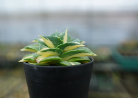アガベ　王妃雷神錦　黄中斑　Agave　“Ohi Raijin Nishiki Kinakahu”