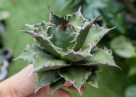 Agave titanota Solar eclipse 夕映嚴龍  NO.4