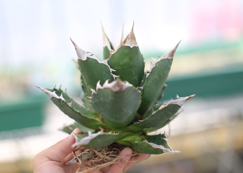 オテロイ チタノタ アガベ ⑨ アガベ・チタノタ オテロイ｜🍀GreenSnap（グリーンスナップ）
