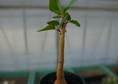 フィカス パルメリー Ficus palmeri  No.1