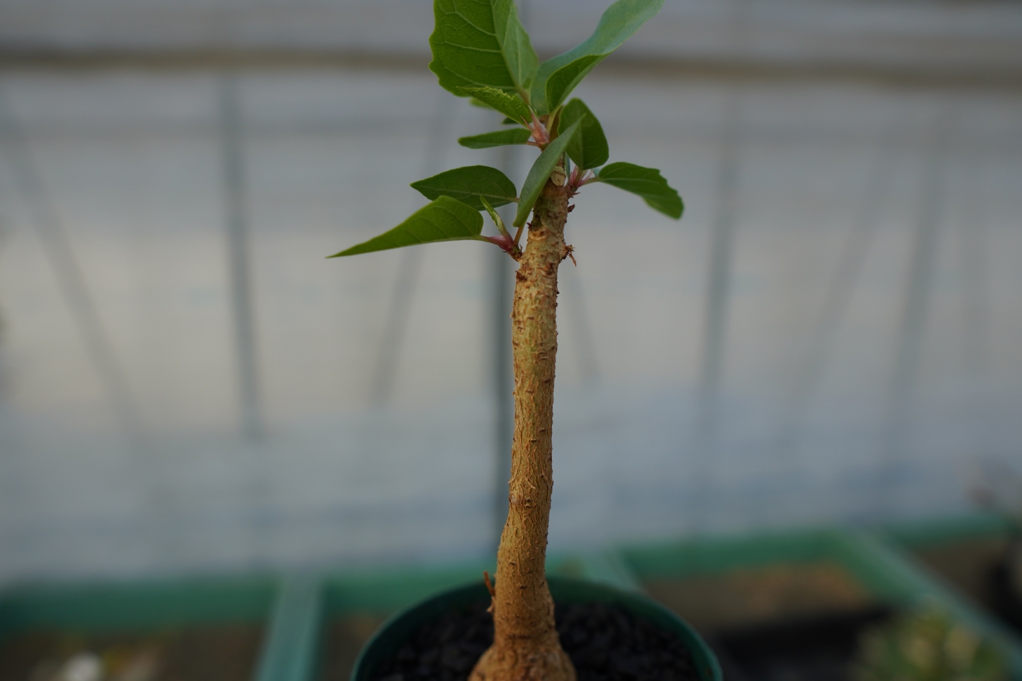 フィカス パルメリー Ficus palmeri No.1 | mana's farm:塊根