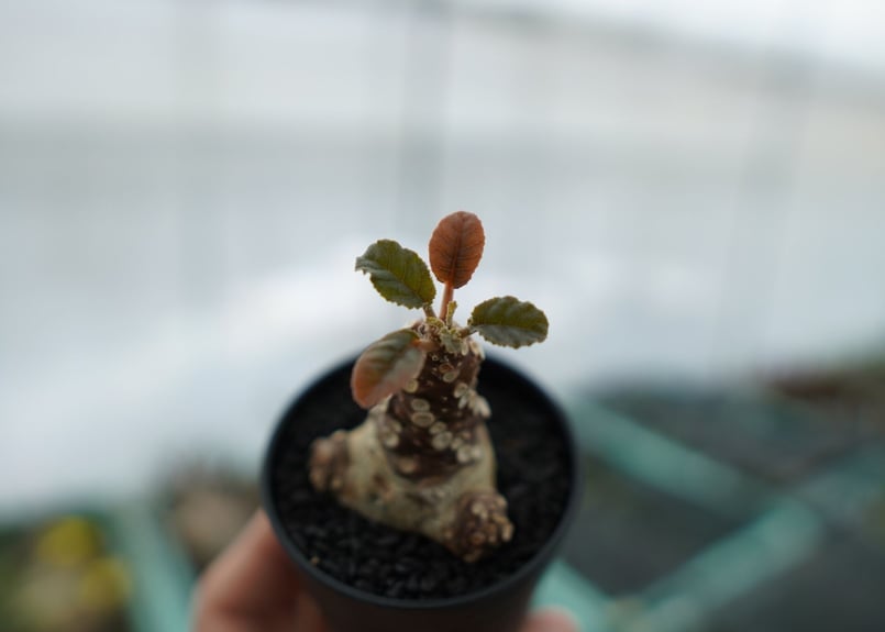 ドルステニア・フォエチダ　モンスト ドルステニア フォエチダ Dorstenia foetida No.3 | mana's fa