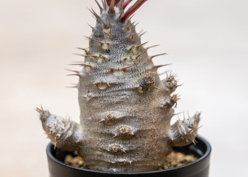 パキポディウム カクチペス 沖縄実生 | mana's farm:塊根植物