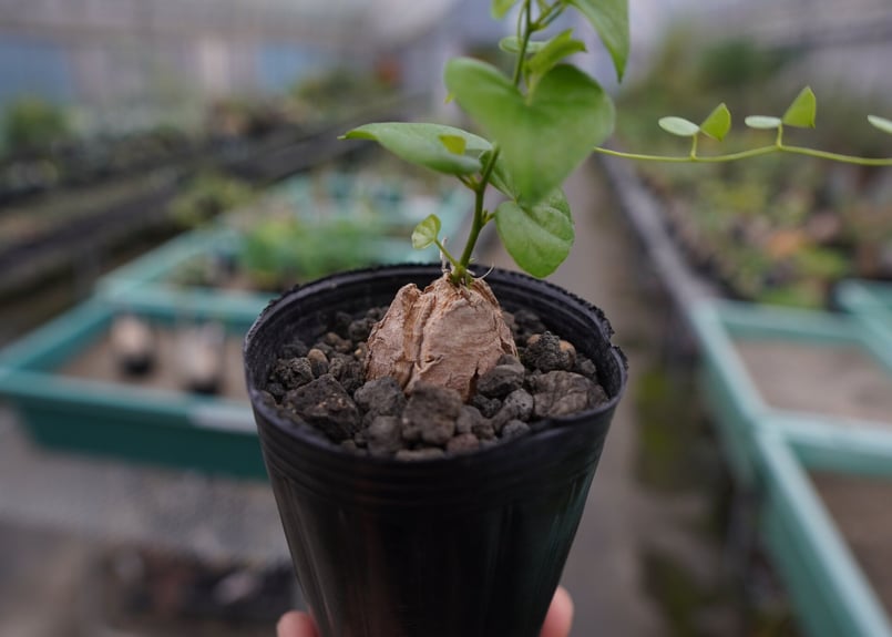 亀甲竜 Dioscorea elephantipes No.1 | mana's farm:塊