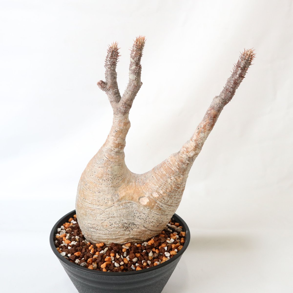 パキポディウム　グラキリス　チビグラ安心の発根済み パキポディウム グラキリス チビグラ安心の発根済み 現地球