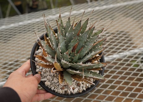 アガベ　ユタエンシス　Agave uthaensis　NO.4