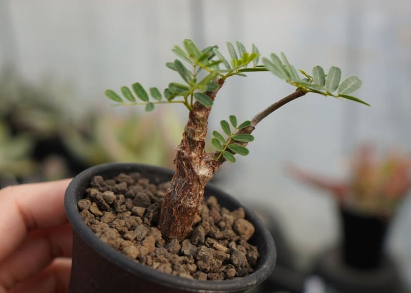 センナメリディオナリス　中型　塊根植物　観葉植物 センナ・メリディオナリス / 盆栽、多肉植物、塊根植物、観葉