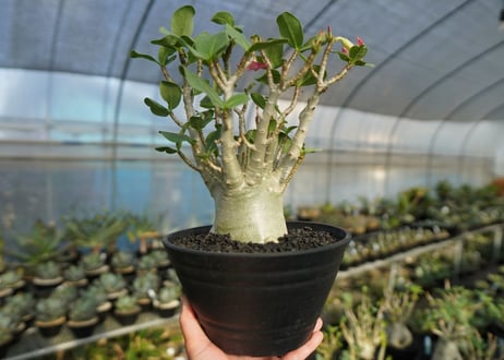 アデニウム　Adenium　No.1