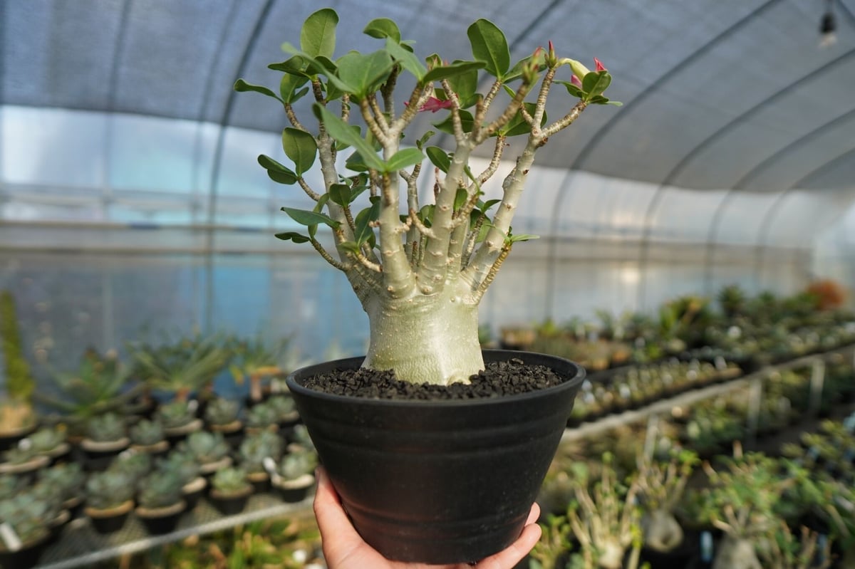 アデニウム 塊根植物 塊根植物 キングアデニウム | 橋本種苗園