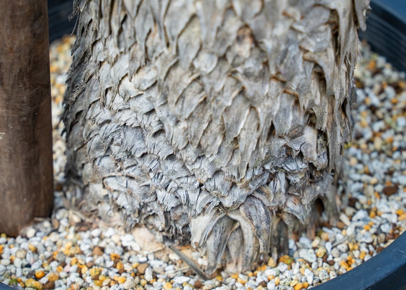 トリプルヘッドの超希少個体】ユッカ ロストラータ | mana's farm:塊根