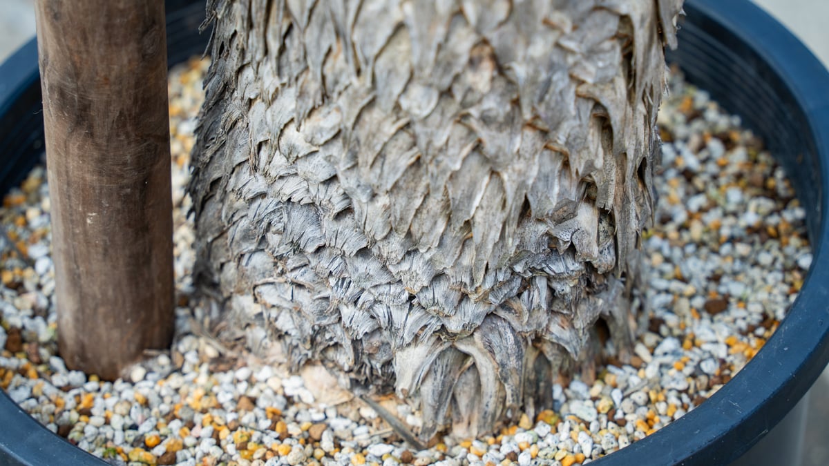 トリプルヘッドの超希少個体】ユッカ ロストラータ | mana's farm:塊根