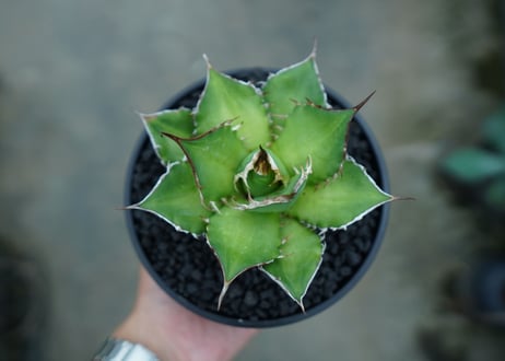 アガベ　チタノタ　Agave titanota　No.10