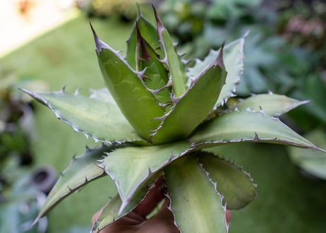 Agave kercovei x titanota NO.3