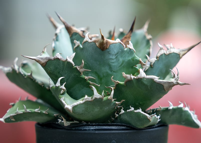 アガベ チタノタ 夕映 NO.2 | mana's farm:塊根植物・アガベ・ドライ