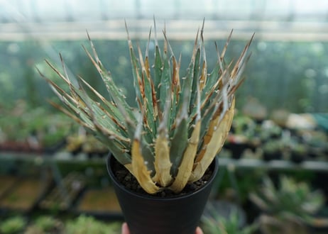 アガベ　ユタエンシス　Agave uthaensis　No.9