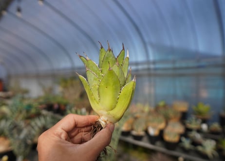 ×agave titanota 剣竜　No.7