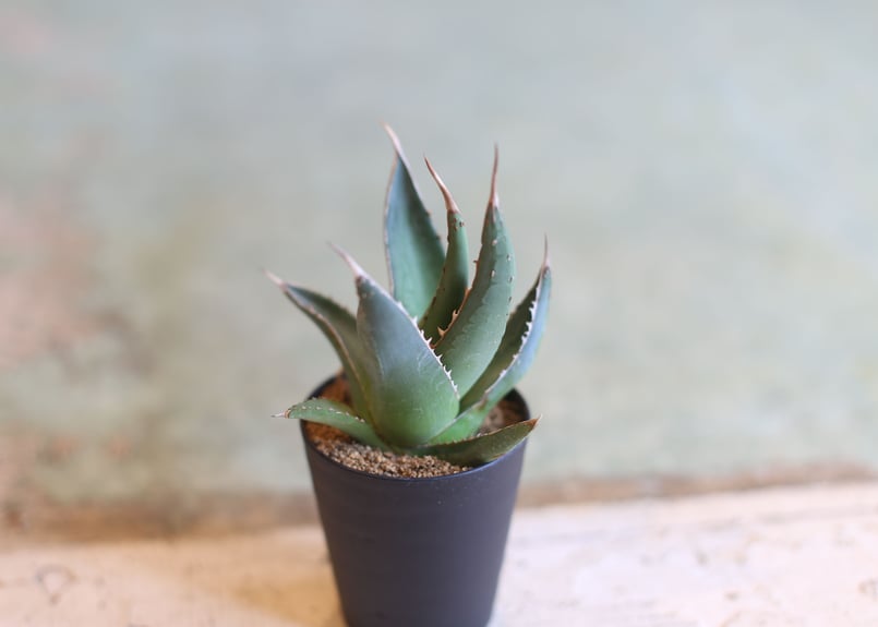 アガベ パープソラム | mana's farm:塊根植物・アガベ・ドライガーデン