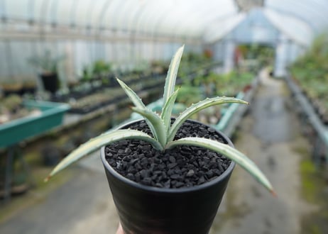 アガベ　マクロアカンサ錦　Agave macroacantha variegata