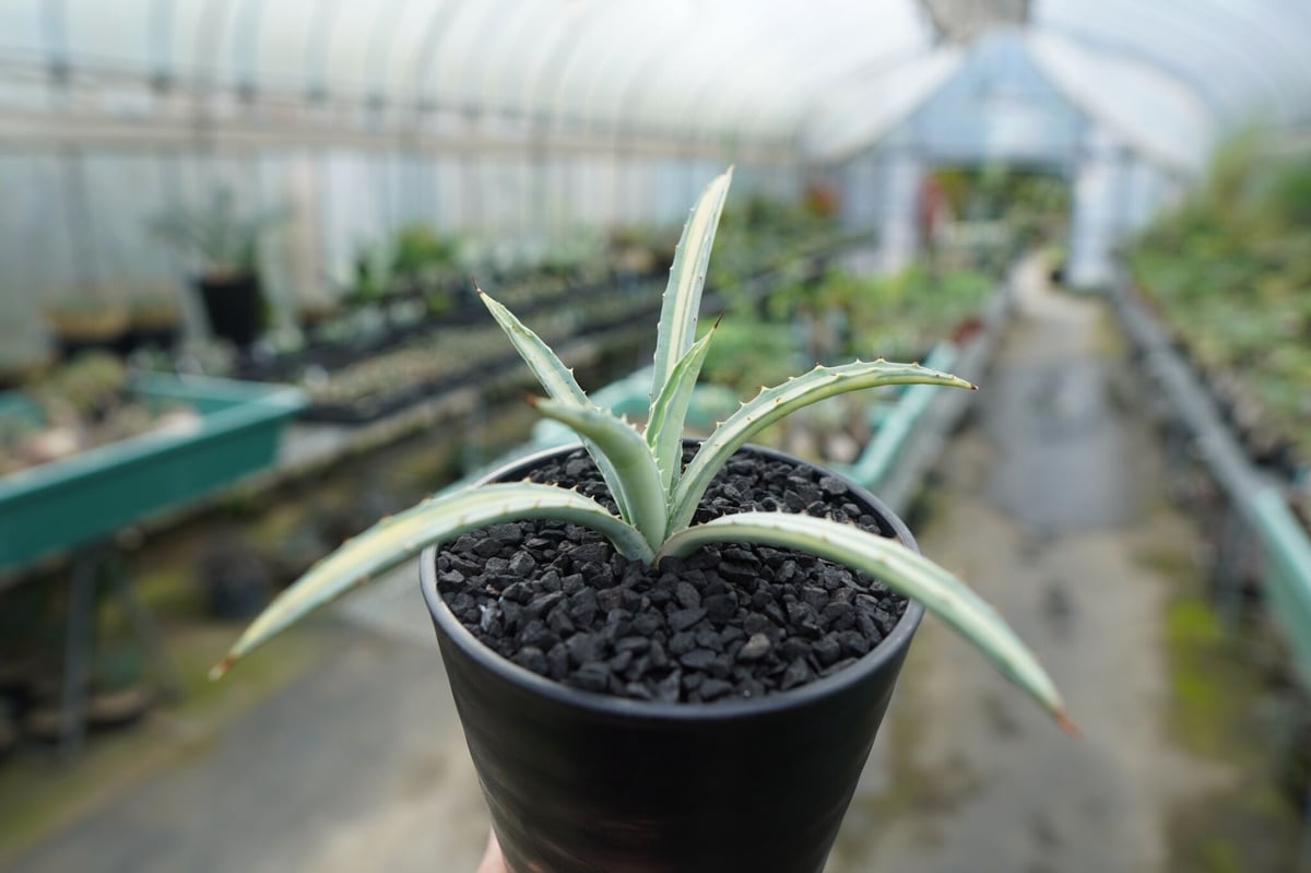アガベ マクロアカンサ錦 Agave macroacantha variegata | man