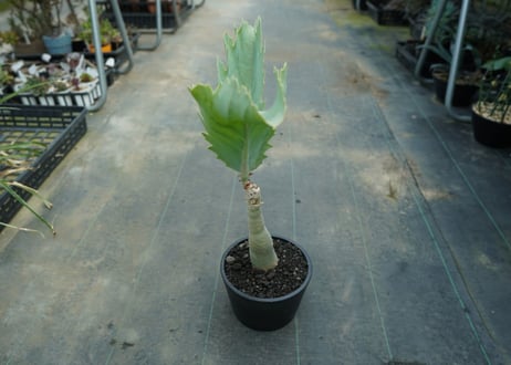 キフォステンマ　ユッタエ　Cyphostemma juttae