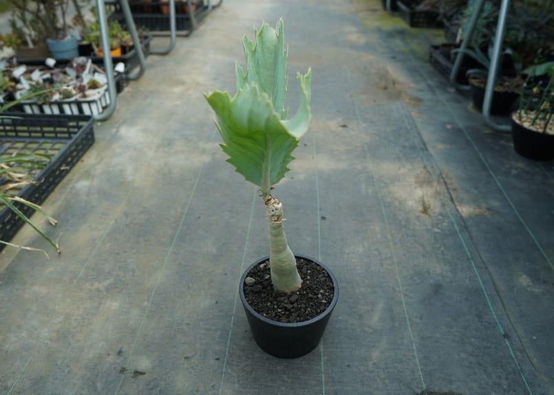 キフォステンマ ユッタエ Cyphostemma juttae | mana's farm:塊