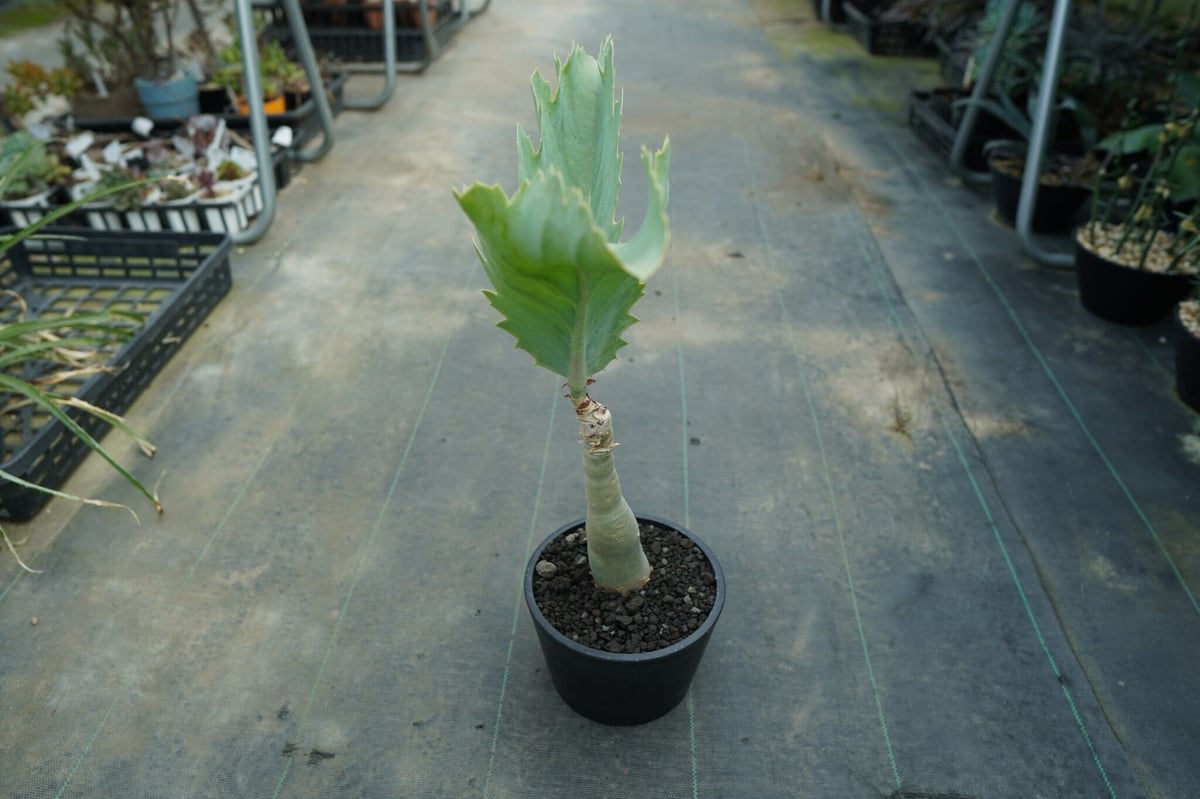 キフォステンマ　ユッタエ Amazon｜【現品限り】キフォステンマ・ユッタエ【I47】 Cyphostemma